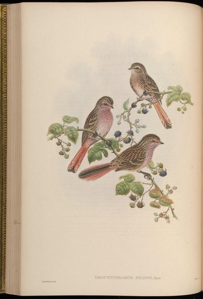 Urocynchramus pylzowi alkotó: John Gould